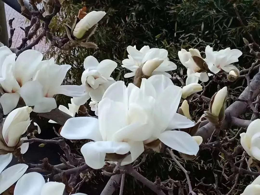 国画写意玉兰