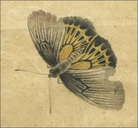 李晓明工笔画技法